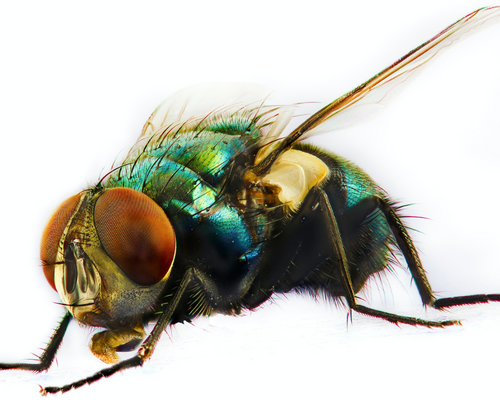 housefly, karasinek, haşeremarket pest control
